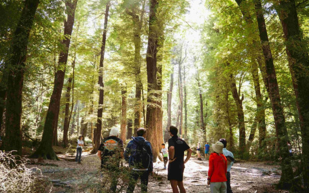 A group of people surrounded by trees and the sun coming through